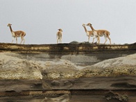 Cerca del Chimborazo es posible observar las vicu&ntilde;as