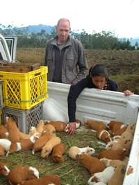 PROJEKT SIGCHOS / SAN MIGUELITO - Aufzucht von Meerschweinchen