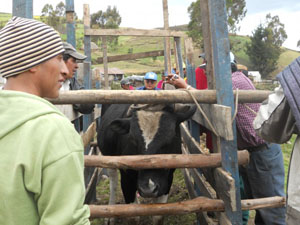 Anti-parasitic campaign for the animals of the village of Cagrin Chacabamba