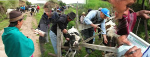 Impfung des Rinderbestands