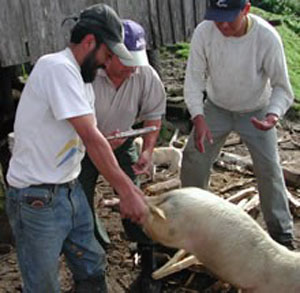 PROJEKT SIGCHOS / SAN MIGUELITO -  Landwirtschaftskurs in Theorie und Praxis