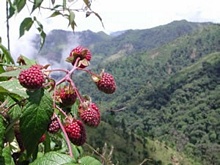 El agrónomo enseño y mostró las mejores técnicas para el cultivo de la mora