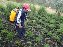 Pablito applica BIOL alle sue patate