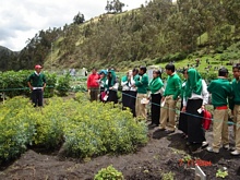 Siembra de plantas medicinales