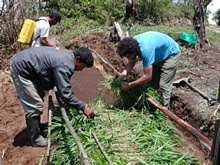 El vivero en fase de culminación