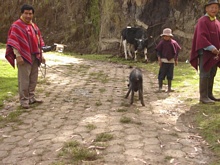 Este fue el único chanchito que se desparasitó