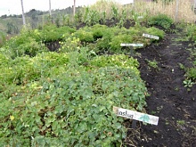 Melloco, Mashua and Oca are tipical products from The Andes region