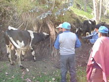 Mit Hilfe eines Baums, welcher die Rinder zum stillstehen zwang konnte die Impfung durchgeführt werden