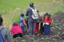 The plantation of trees