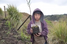 Native trees were planted as: Yagual, Kishwar, Tilo