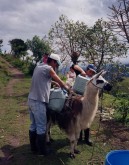 Some people bring milk with traditional means of transport