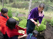 La maestra Tránsito cuida el huerto