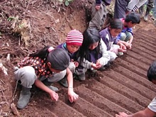 Los niños aprenden la siembra de hortalizas