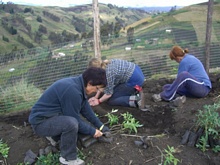 Preparando el huerto para la escuela y sembrando arboles nativos