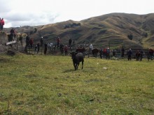 Bullfighting "Ecuadorian"