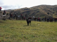 Toros de pueblo