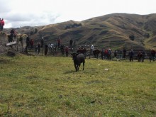 Toros de pueblo