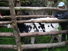 The fence built by the community for the vaccination to cattle