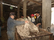 José Manuel sta consegnando il campione di lana per la successiva analisi e pesatura